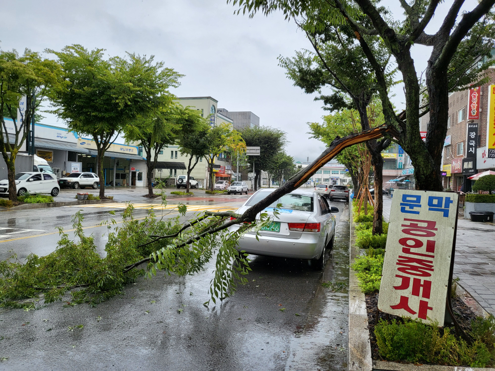 원주 문막 나무쓰러짐(220830)_1.jpg