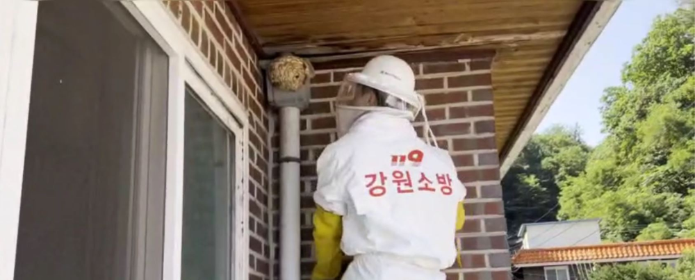 260819 강원소방, 말벌 활동 왕성한 8월…벌집 제거·벌쏘임 주의 당부 (2).JPG