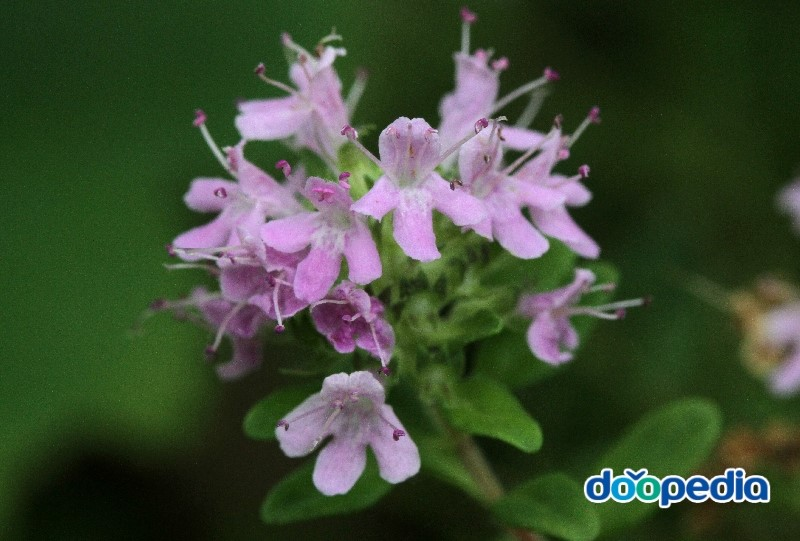 백리향(thymus_quinquecotatus).jpg