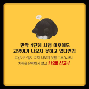 길 고양이 안전사고 예방 ! 3