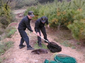 평창동물(수달)구조